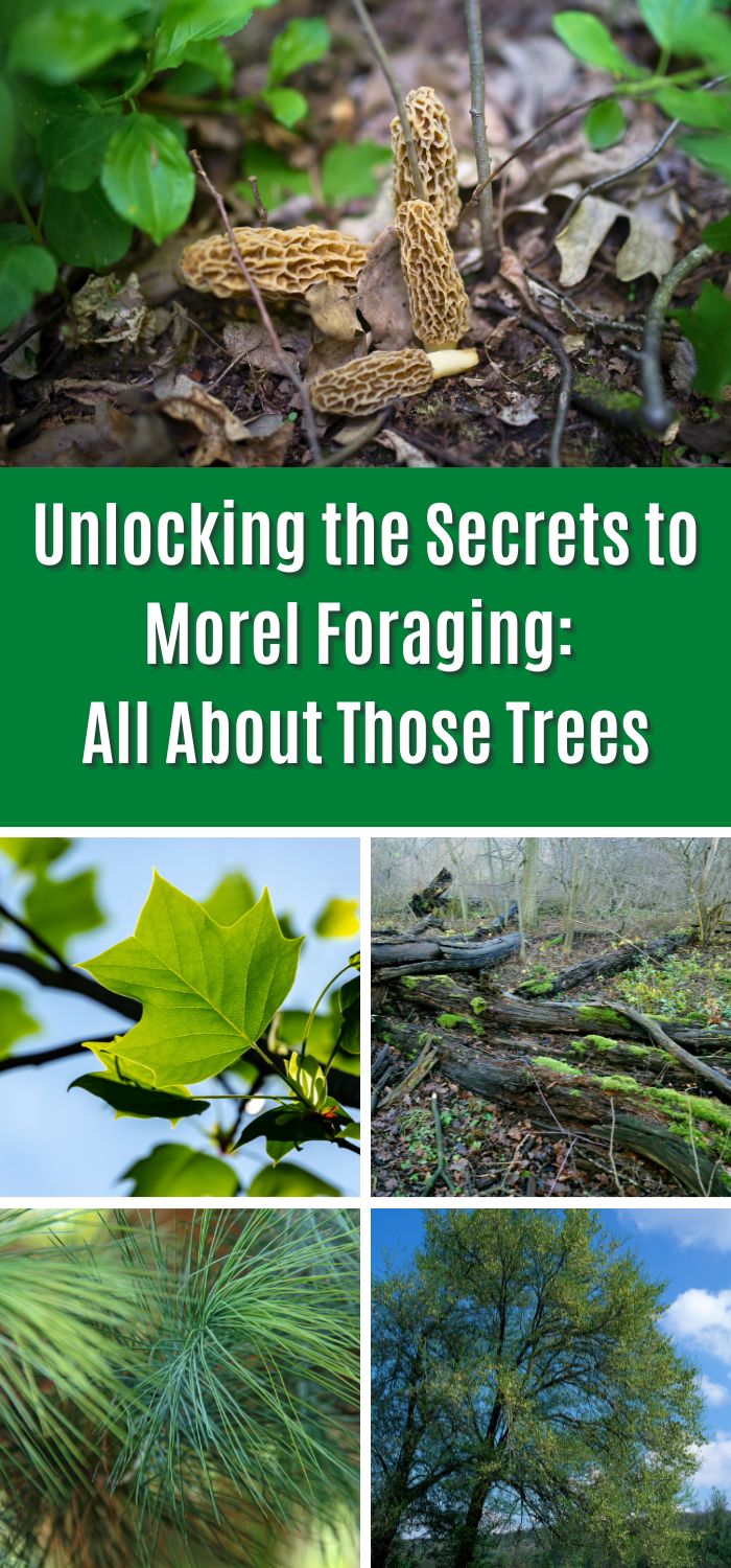 Unlocking the Secrets to Morel Foraging All About Those Trees