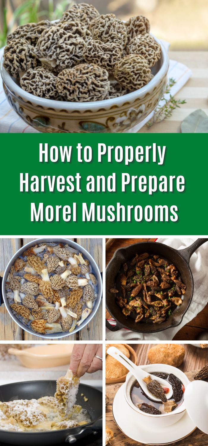 How to Properly Harvest and Prepare Morel Mushrooms Mushroom Appreciation