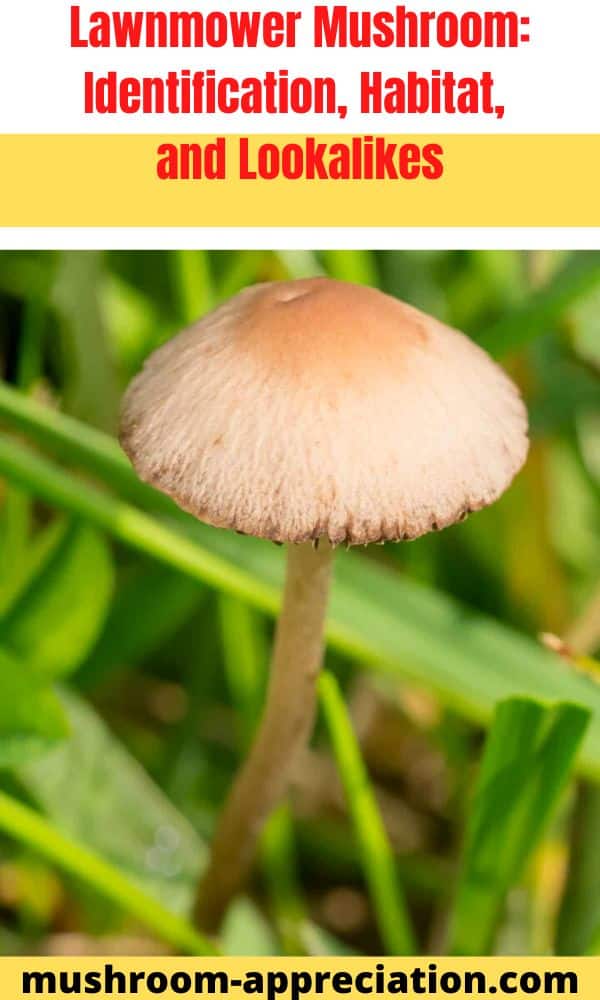Lawnmower Mushroom Identification, Habitat, and Lookalikes Mushroom