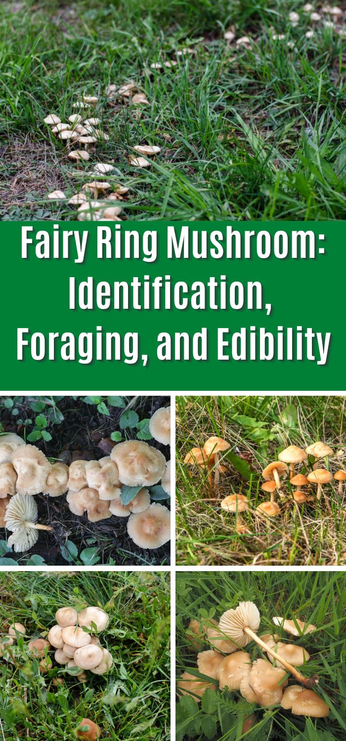 Fairy Ring Mushroom Identification, Foraging, and Edibility Mushroom