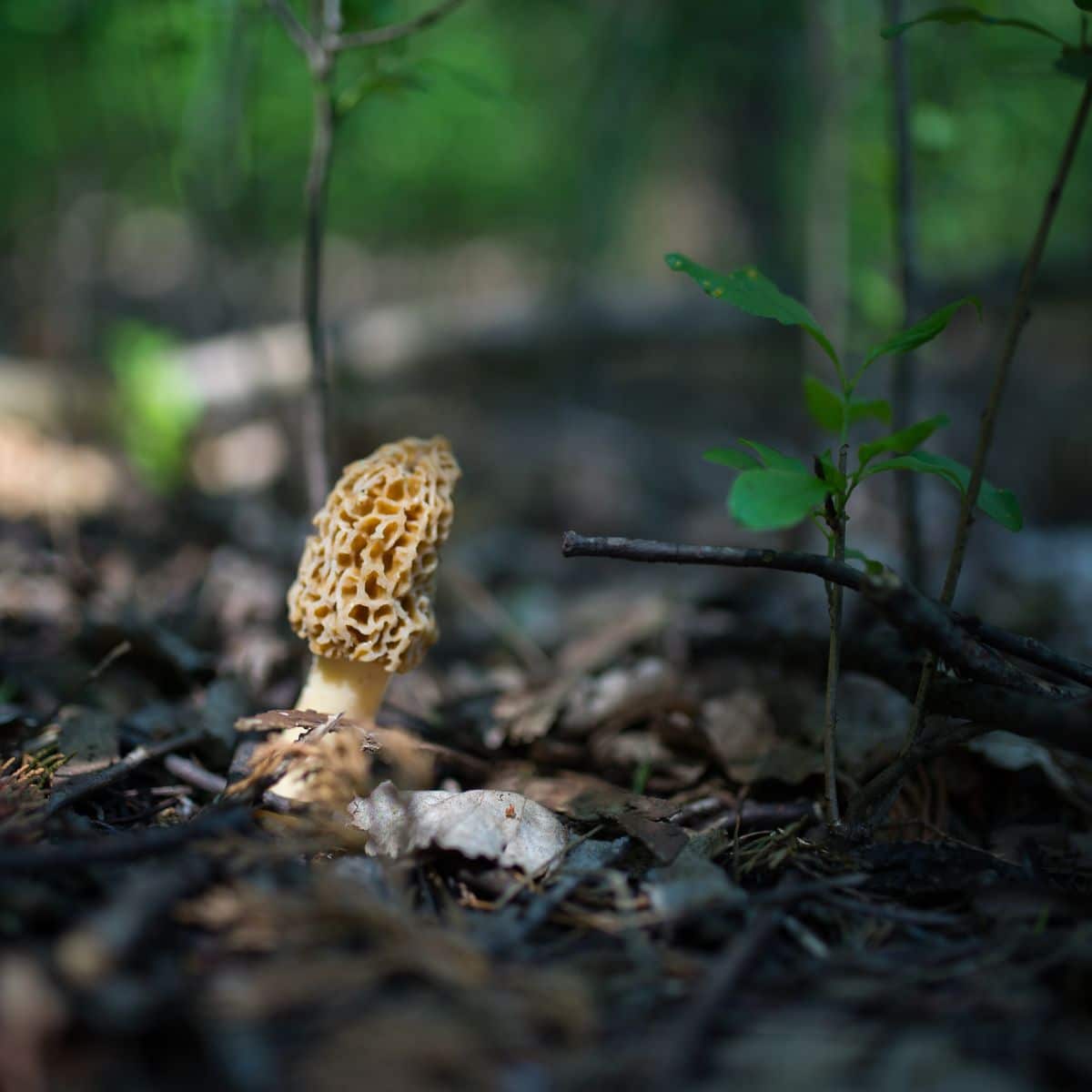 morel in woods