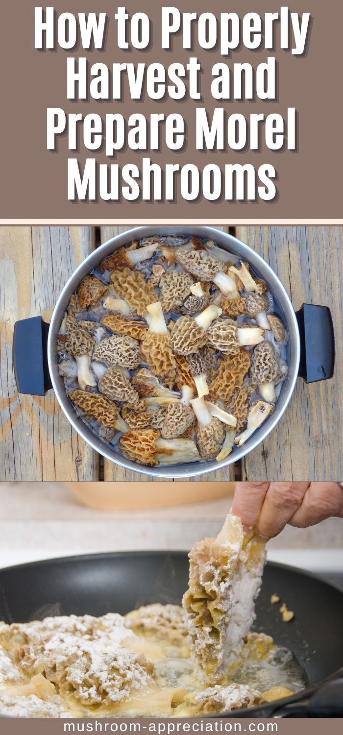 How to Properly Harvest and Prepare Morel Mushrooms Mushroom Appreciation