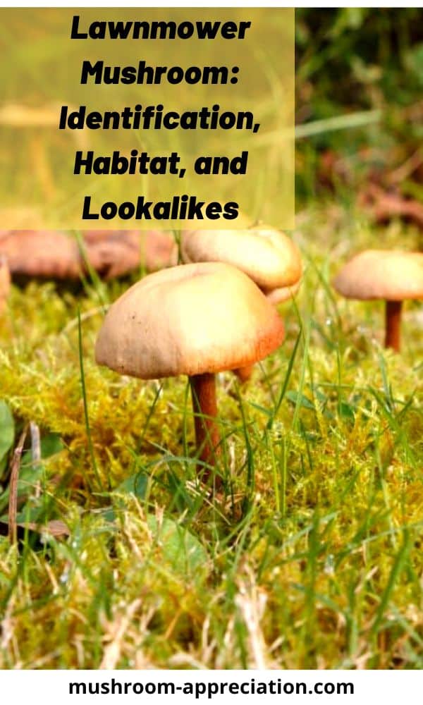 Lawnmower Mushroom Identification, Habitat, and Lookalikes Mushroom