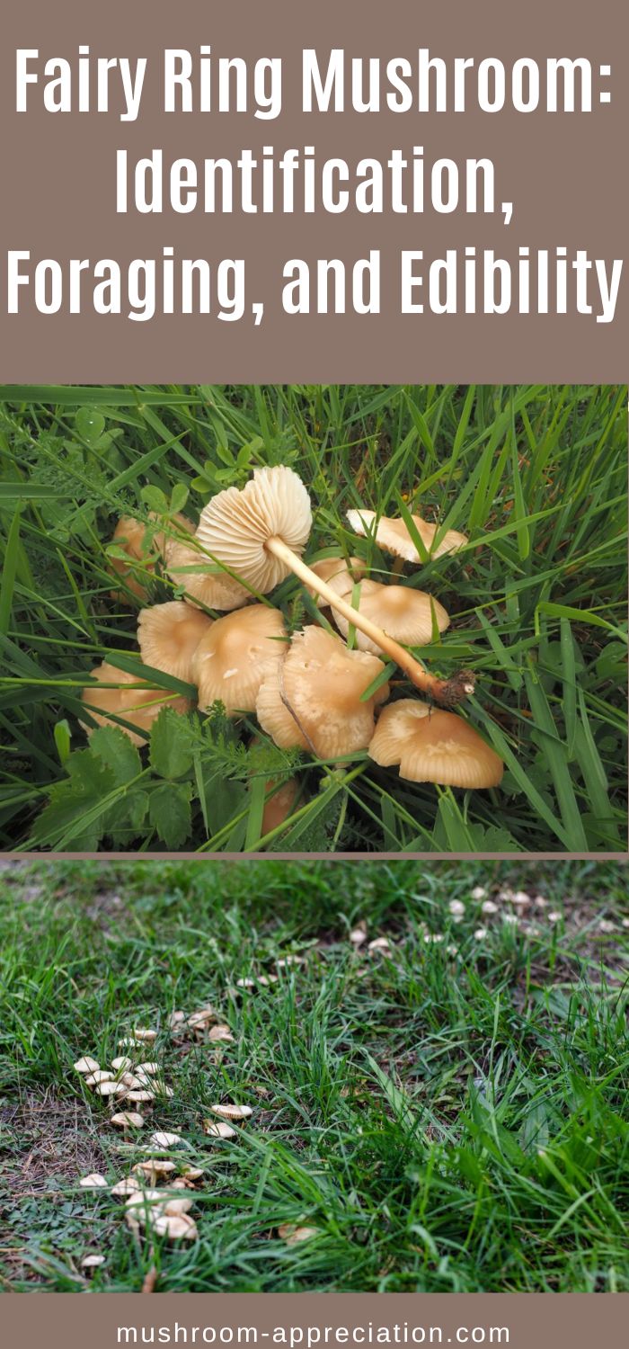 Fairy Ring Mushroom Identification, Foraging, and Edibility Mushroom