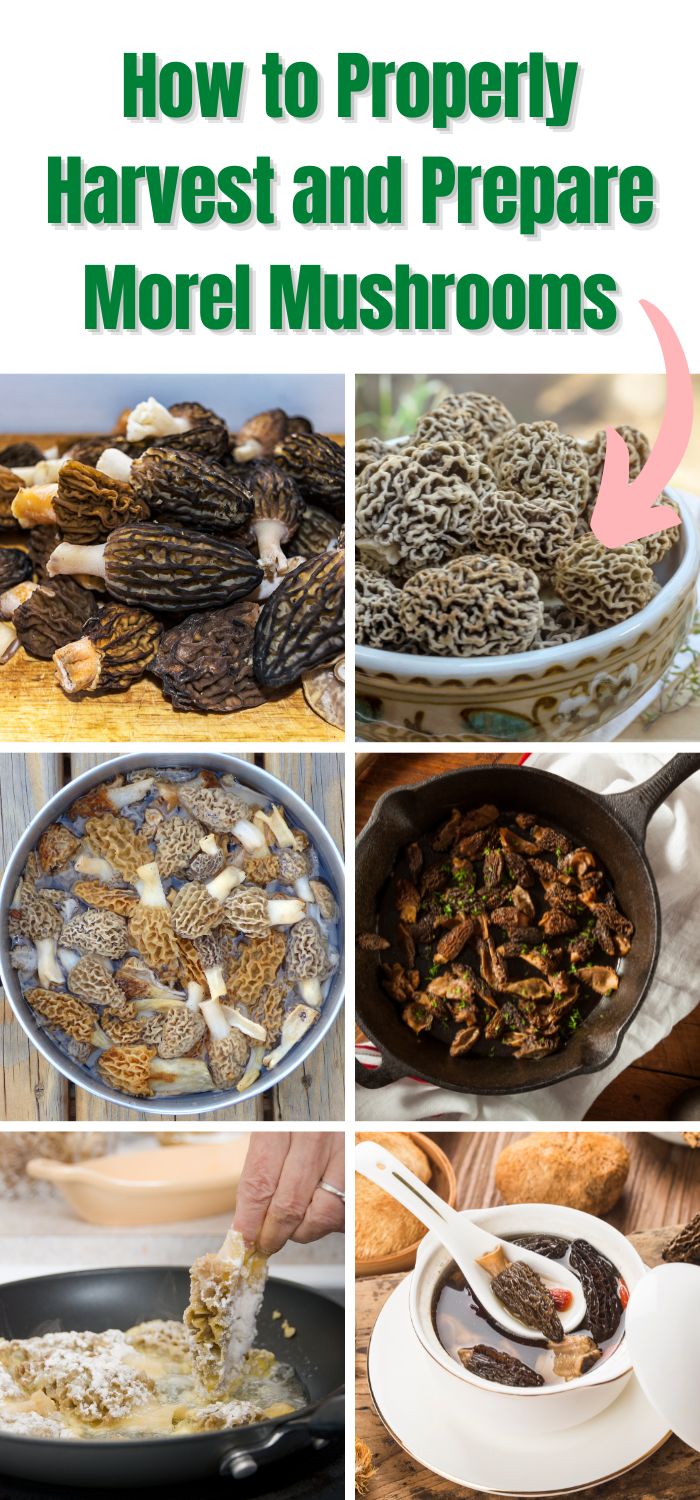 How to Properly Harvest and Prepare Morel Mushrooms Mushroom Appreciation