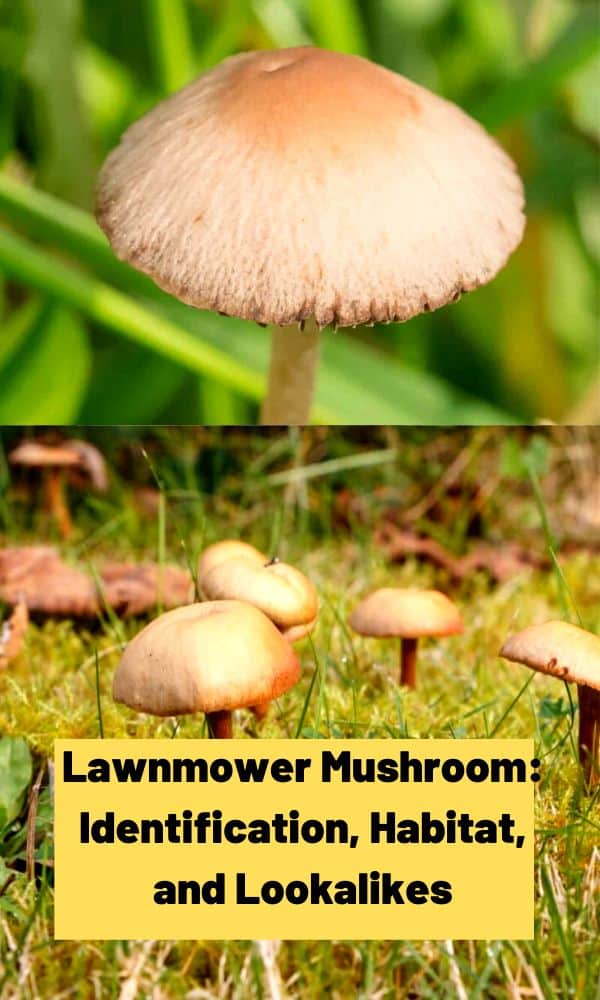 Lawnmower Mushroom Identification, Habitat, and Lookalikes Mushroom