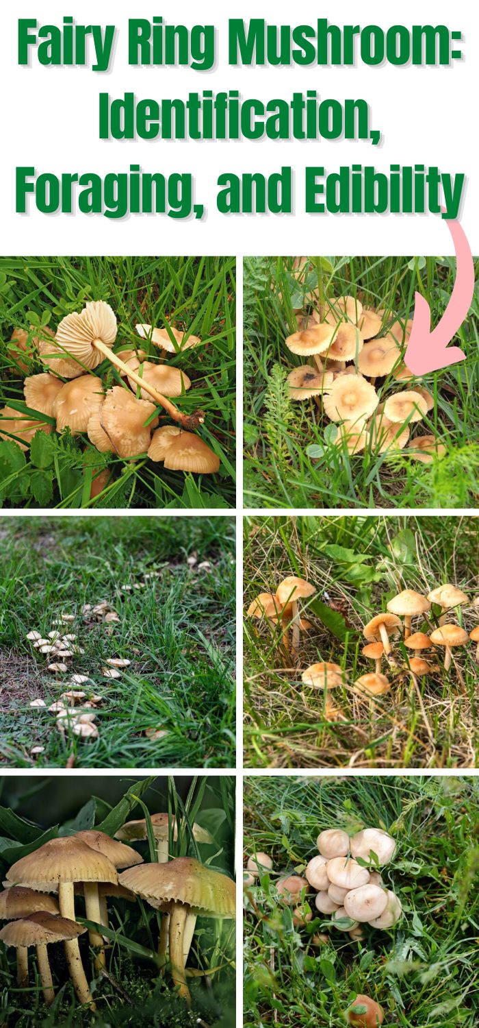 Fairy Ring Mushroom Identification, Foraging, and Edibility Mushroom