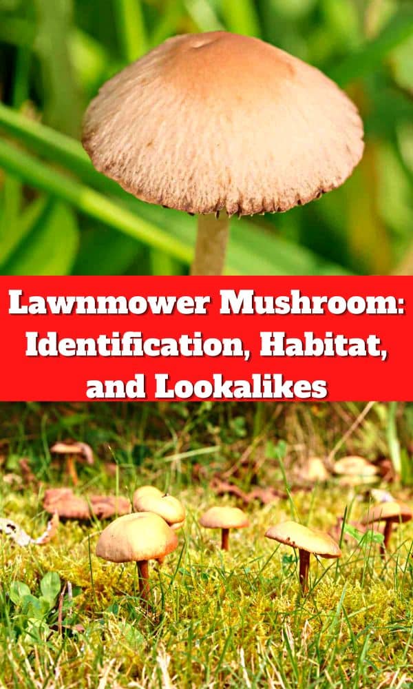 Lawnmower Mushroom Identification, Habitat, and Lookalikes Mushroom Appreciation