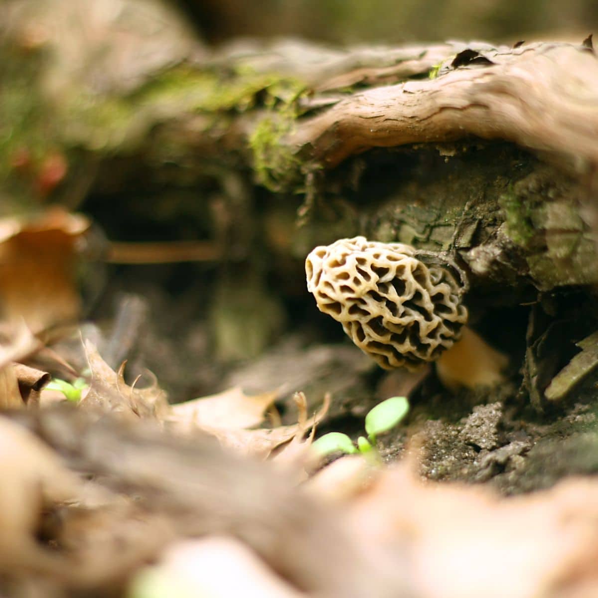 morel foraging guide, mushroom in ground