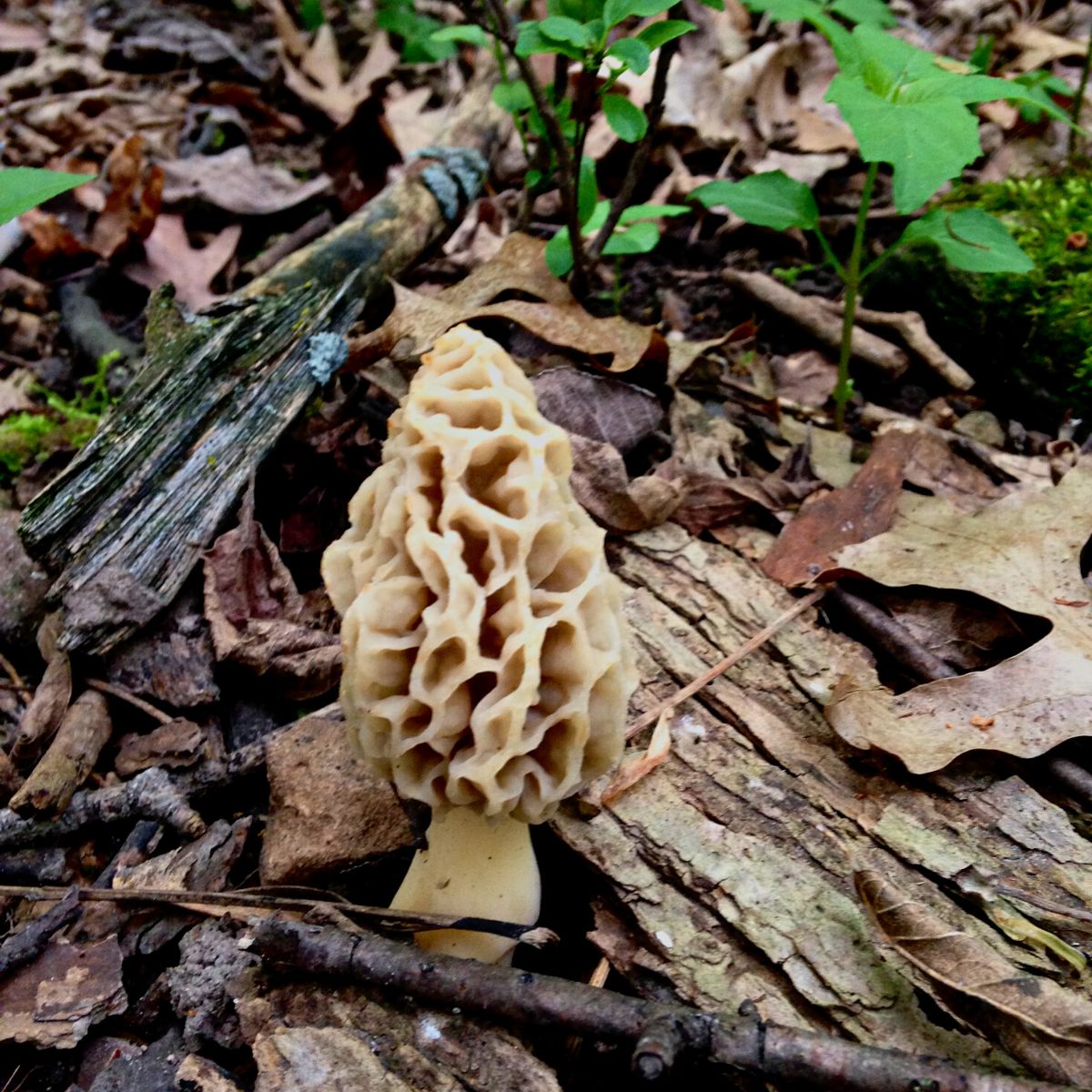 morel mushroom