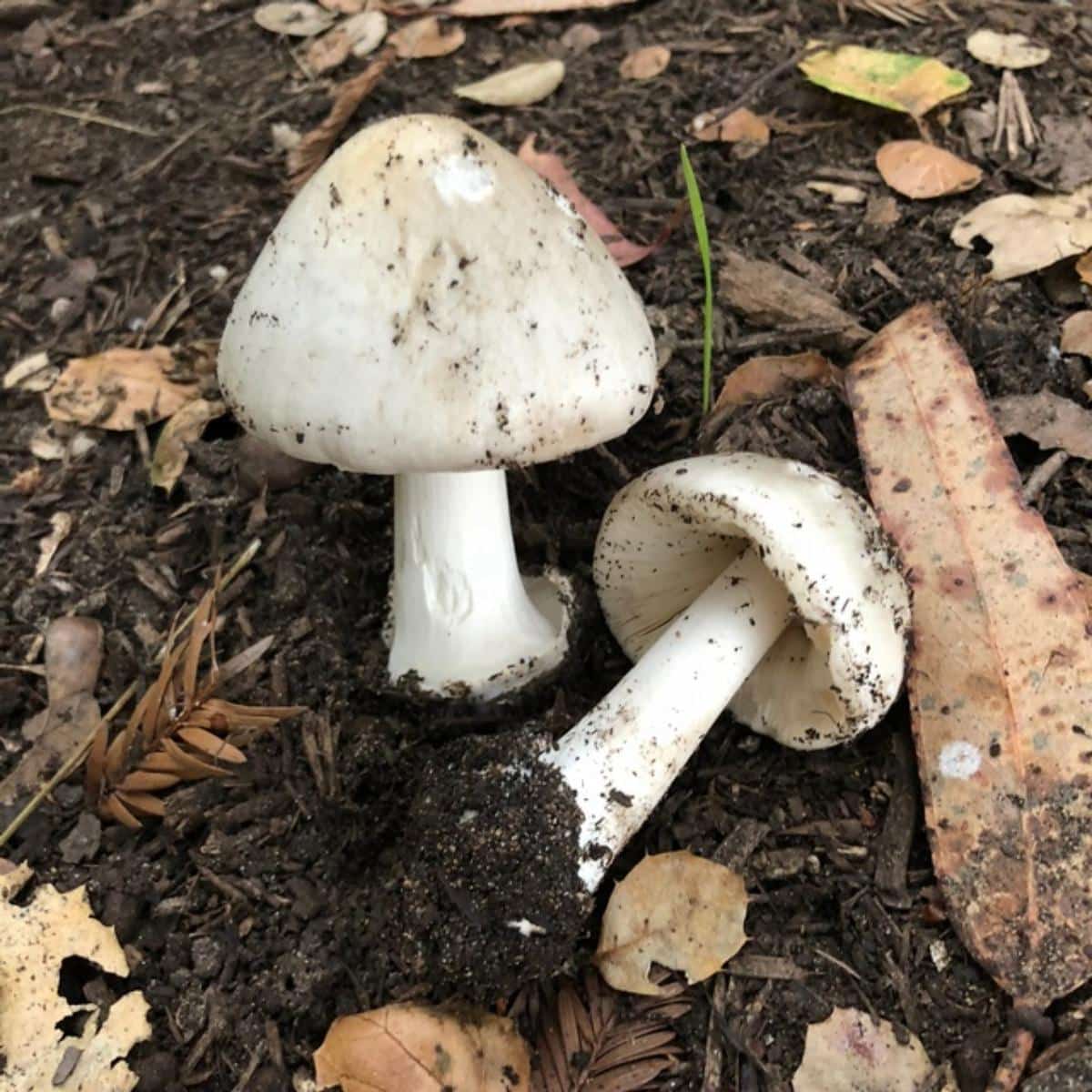 Big Sheath Mushroom (Volvopluteus gloiocephalus)