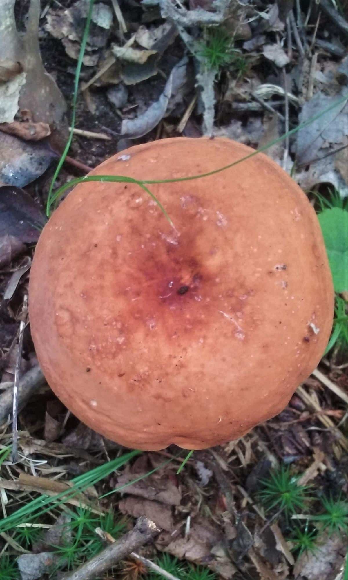 Lactifluus hygrophoroides