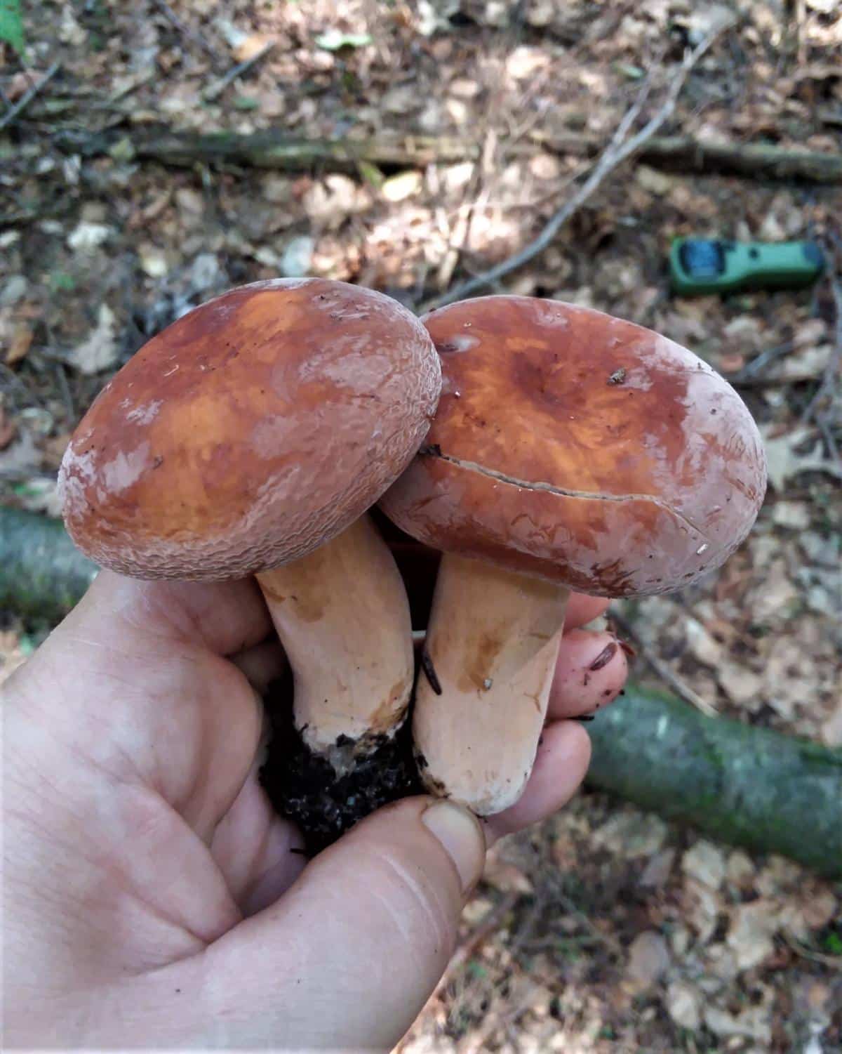 Lactifluus hygrophoroides