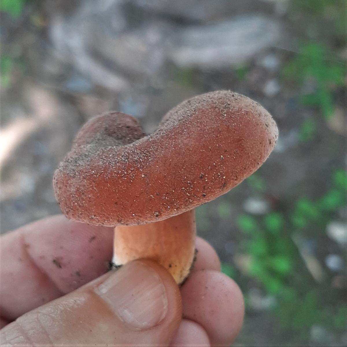 Lactifluus hygrophoroides