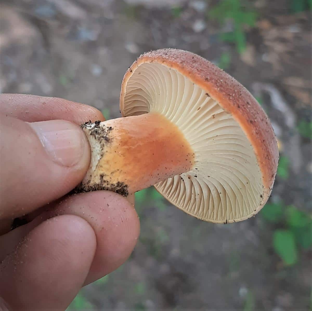 Hygrophorus Milky Cap