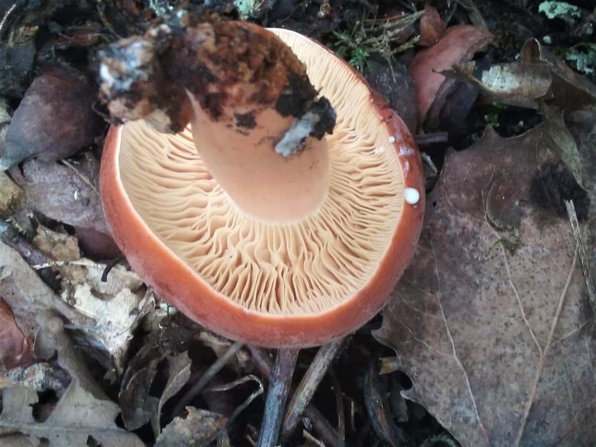 Hygrophorus Milky Cap