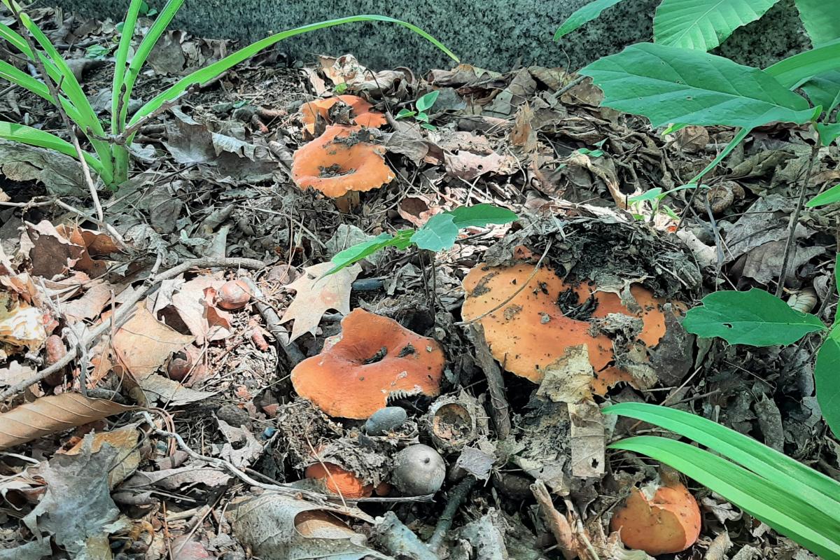 Hygrophorus Milky Cap