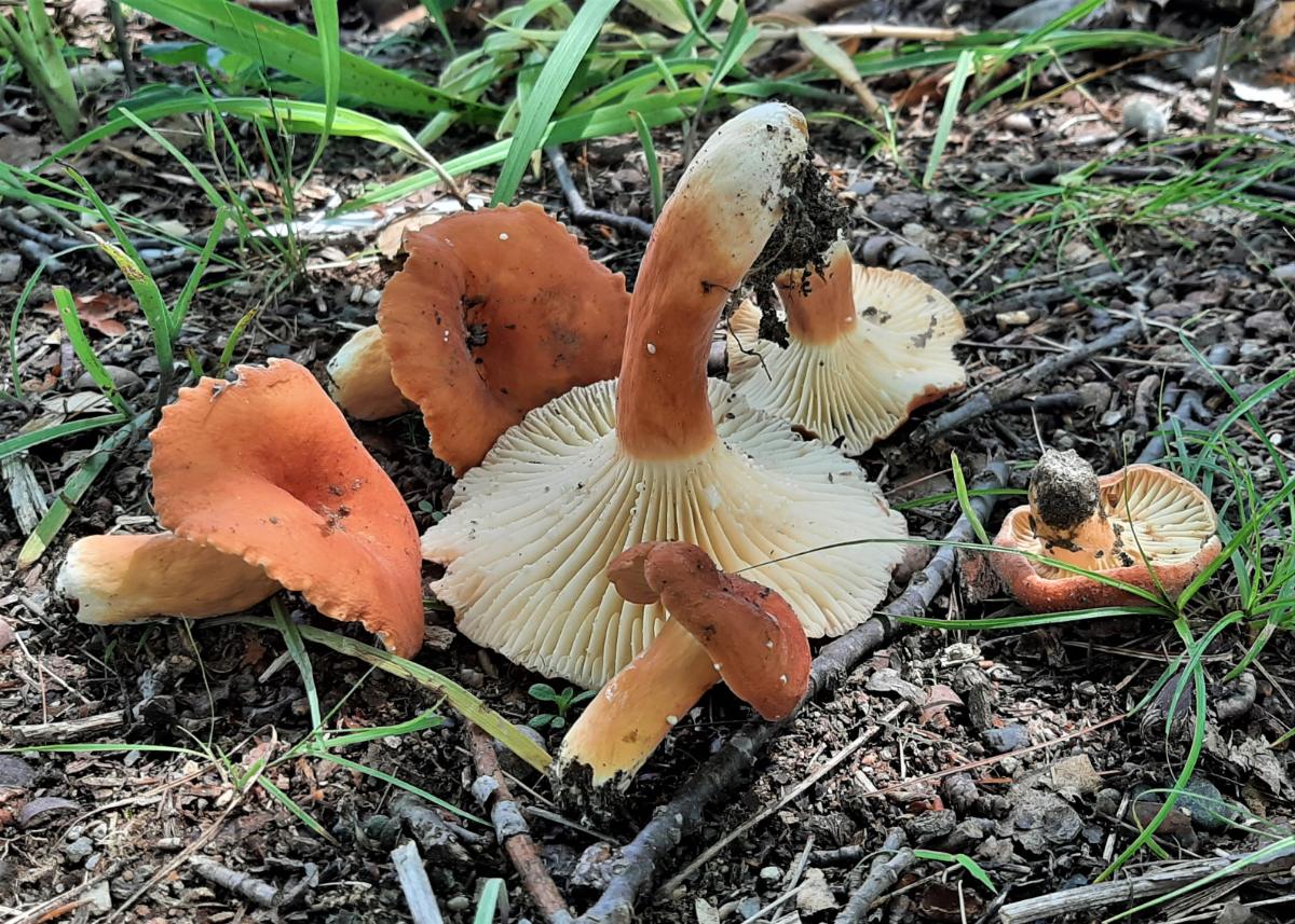 Lactifluus hygrophoroides