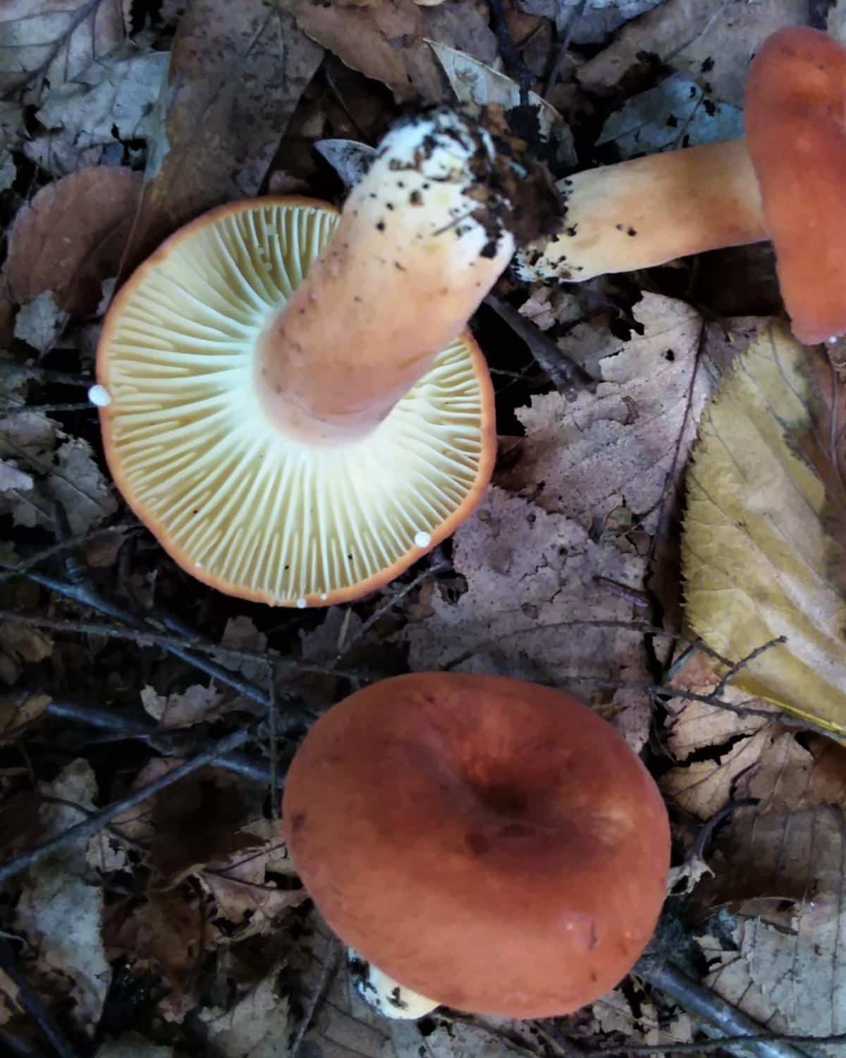 Hygrophorus Milky Cap