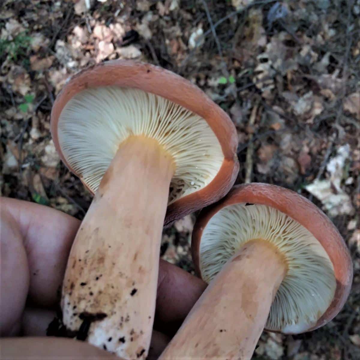 Lactifluus hygrophoroides