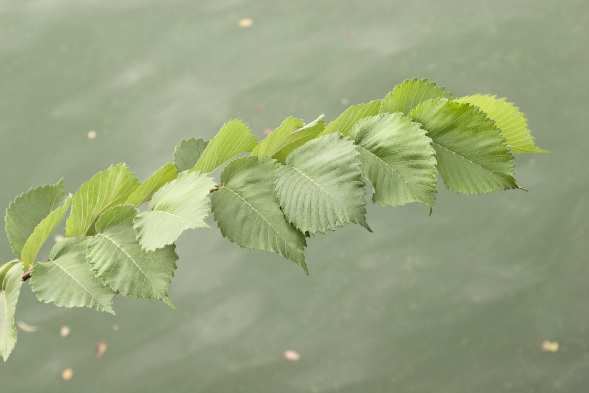 elm leaves