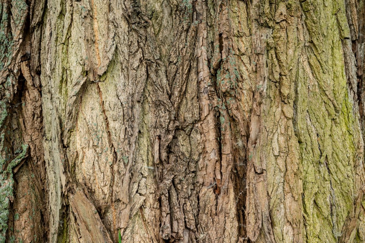 elm tree bark