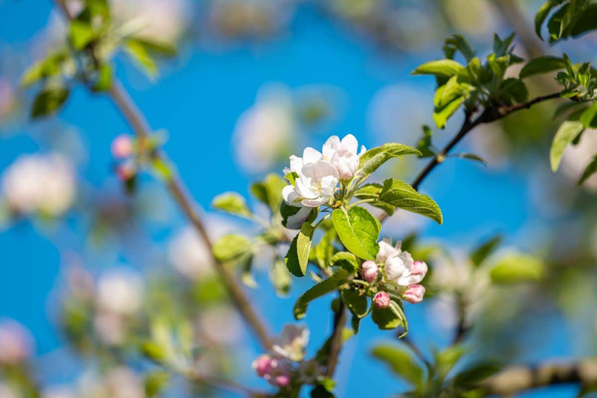 apple tree buds