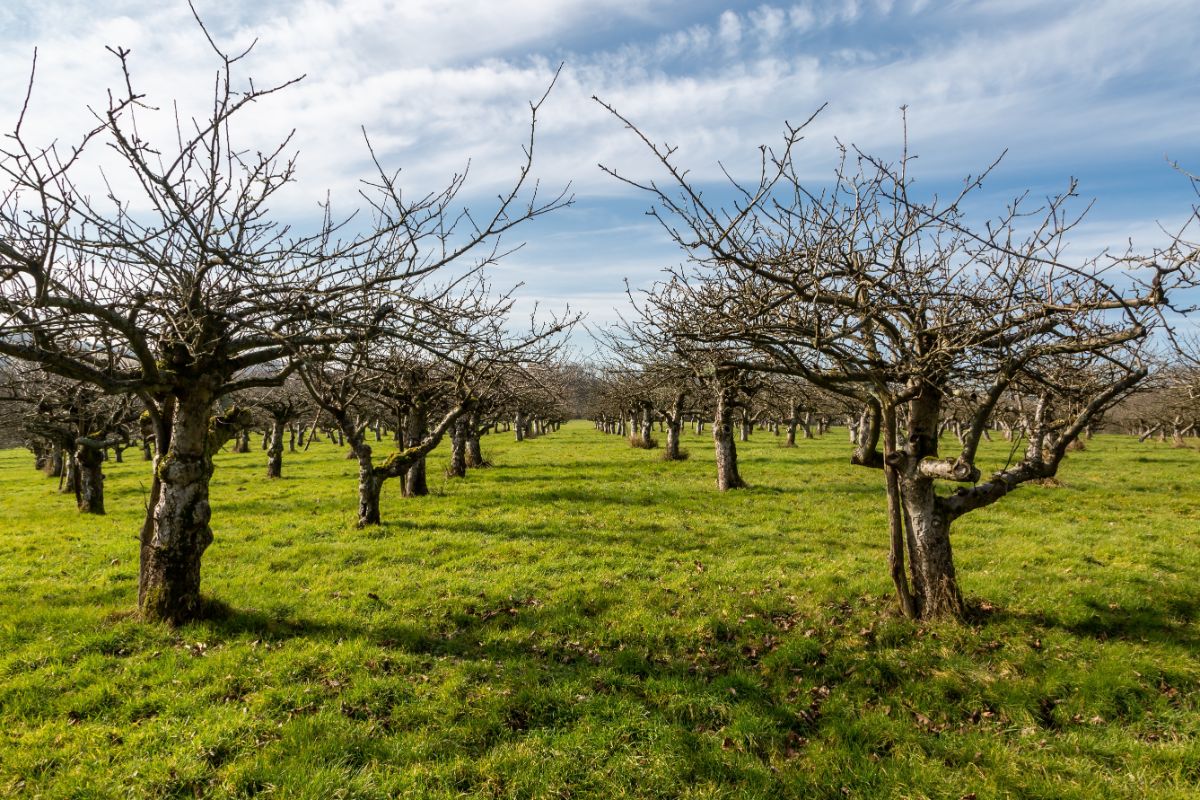 old apple orchard