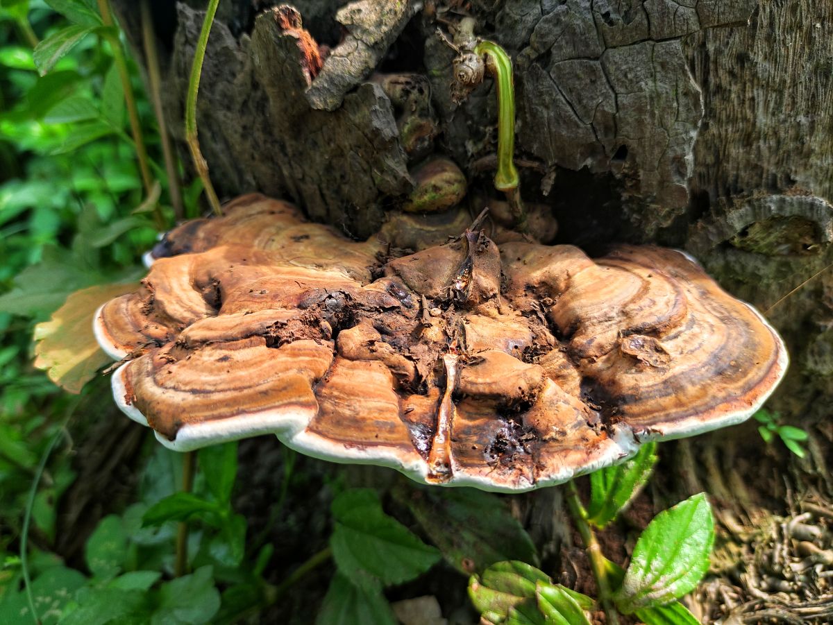 artist's conk fungus