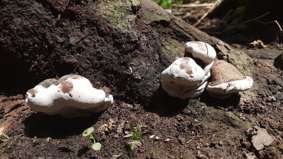 artist bracket mushroom