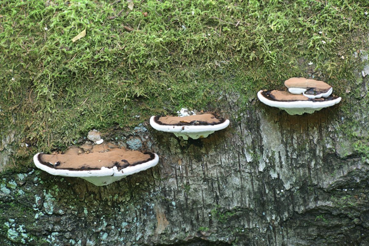 Ganoderma applanatum