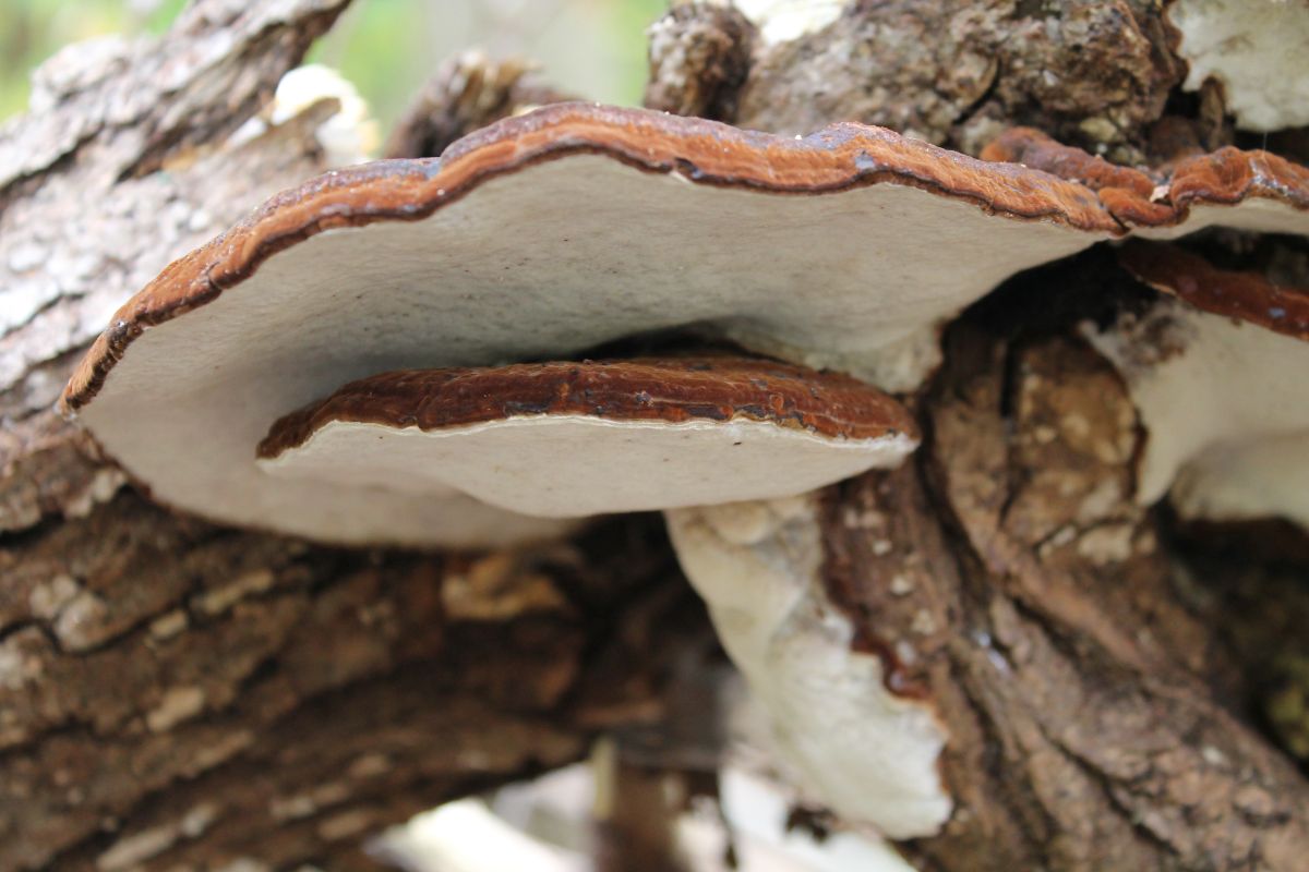 Ganoderma applanatum