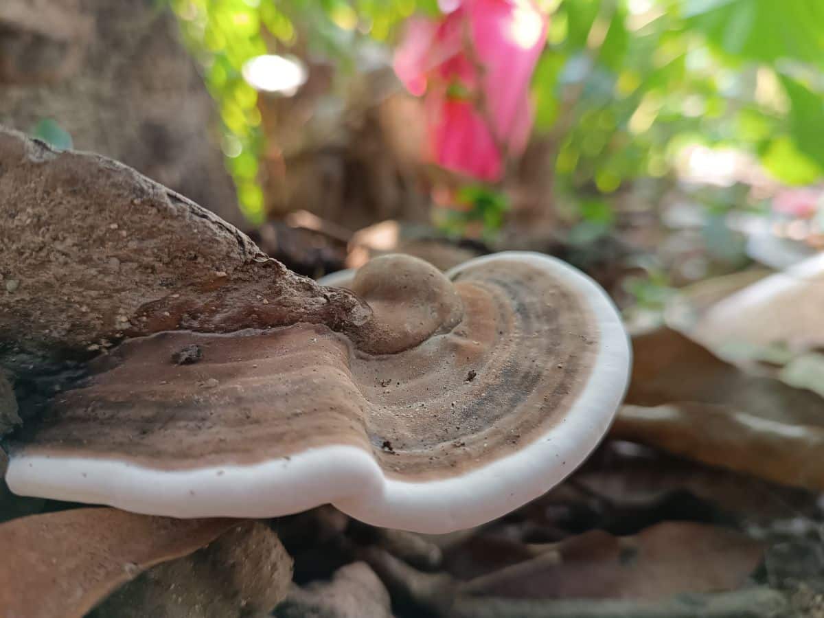 Ganoderma applanatum