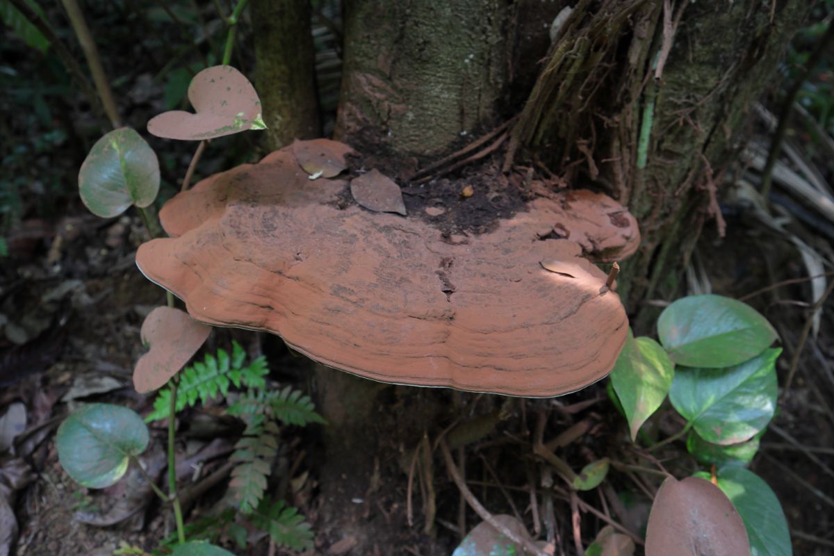 artist's bracket mushroom