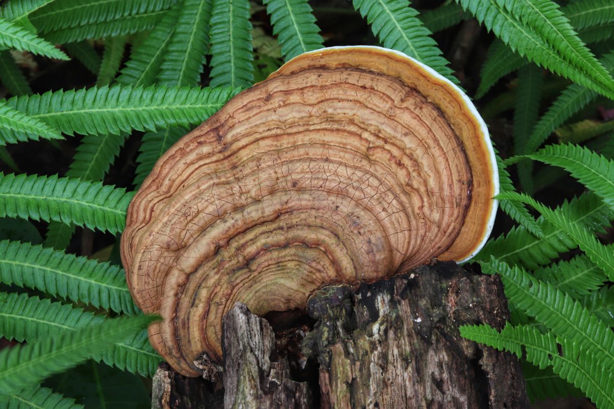 artist's bracket fungus