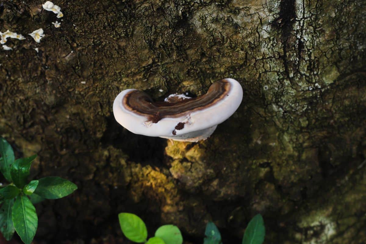 Ganoderma applanatum