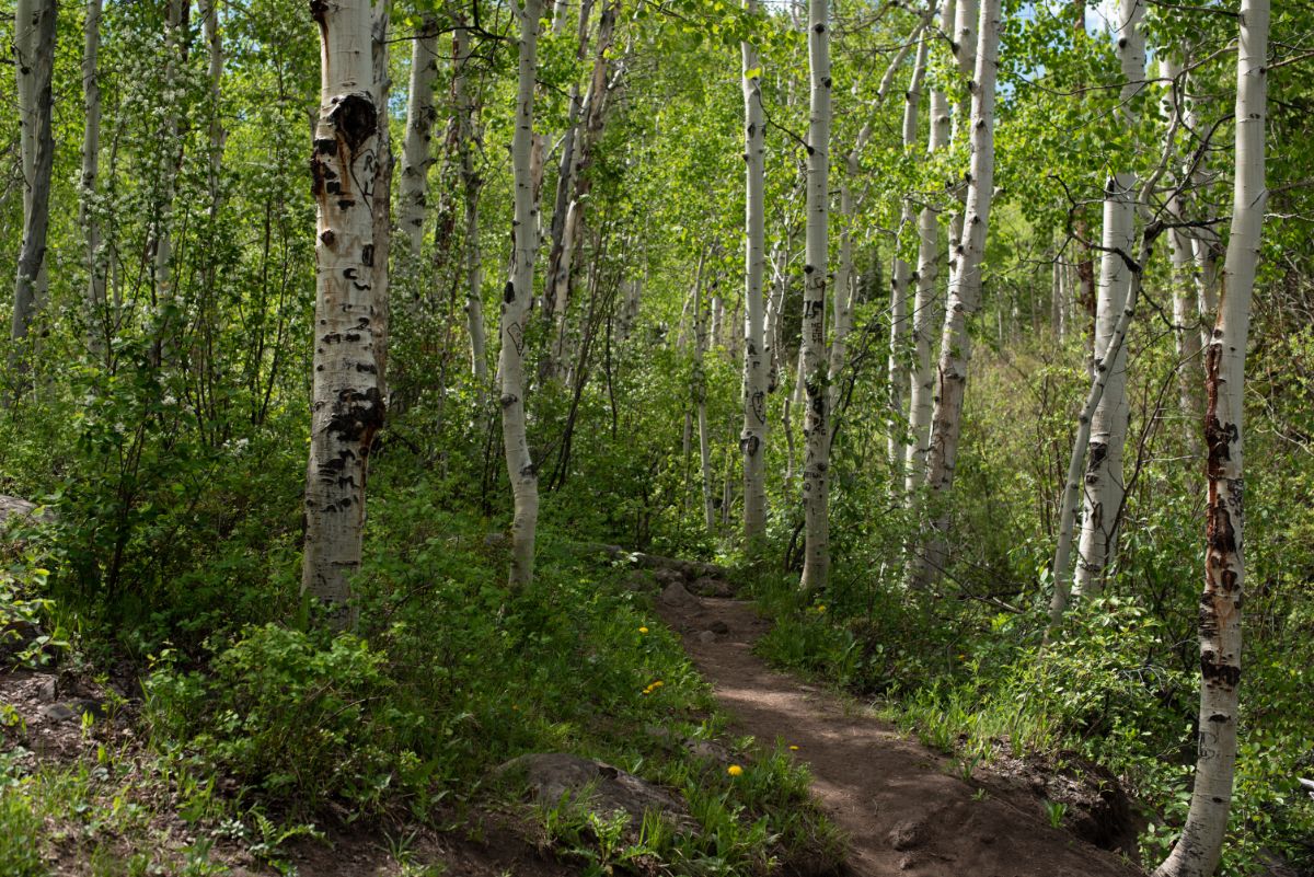 aspen trees