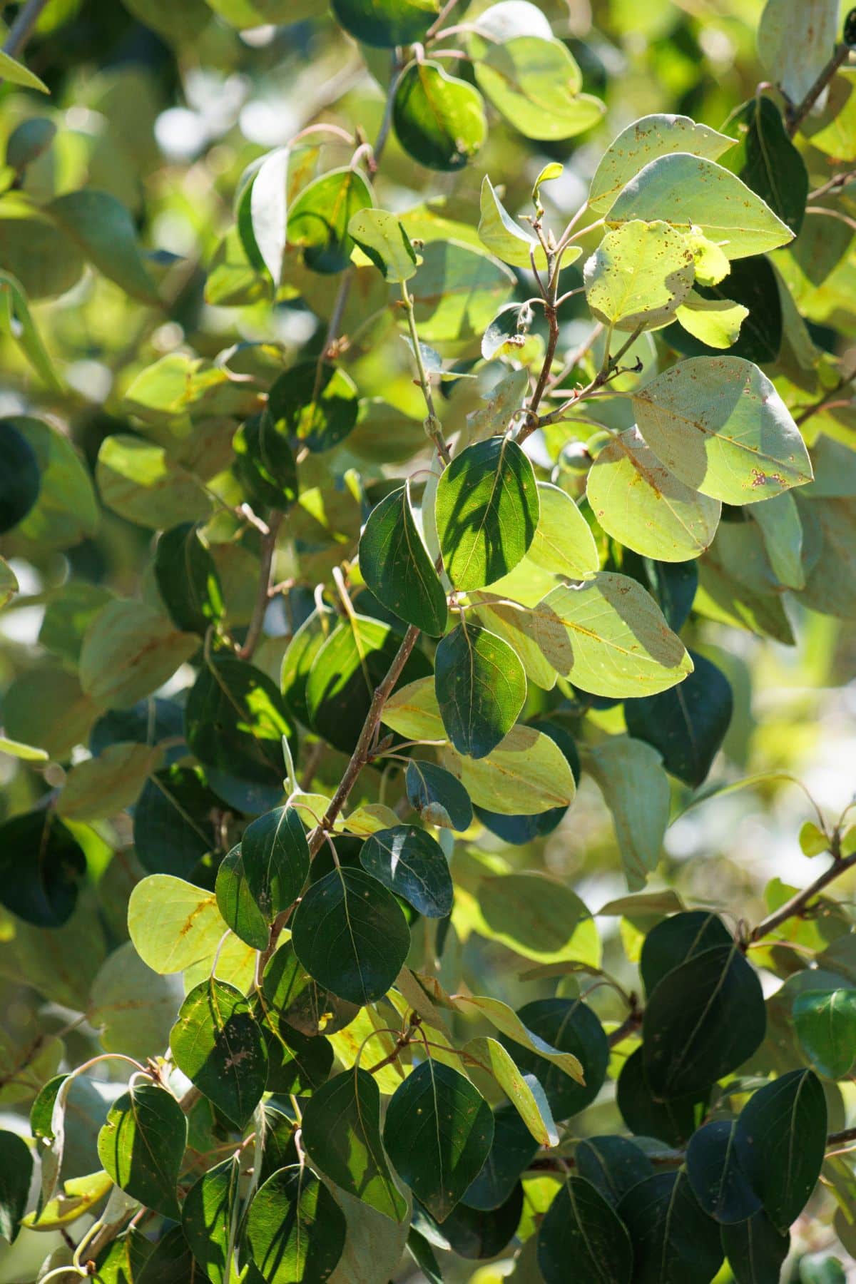 black cottonwood leaves