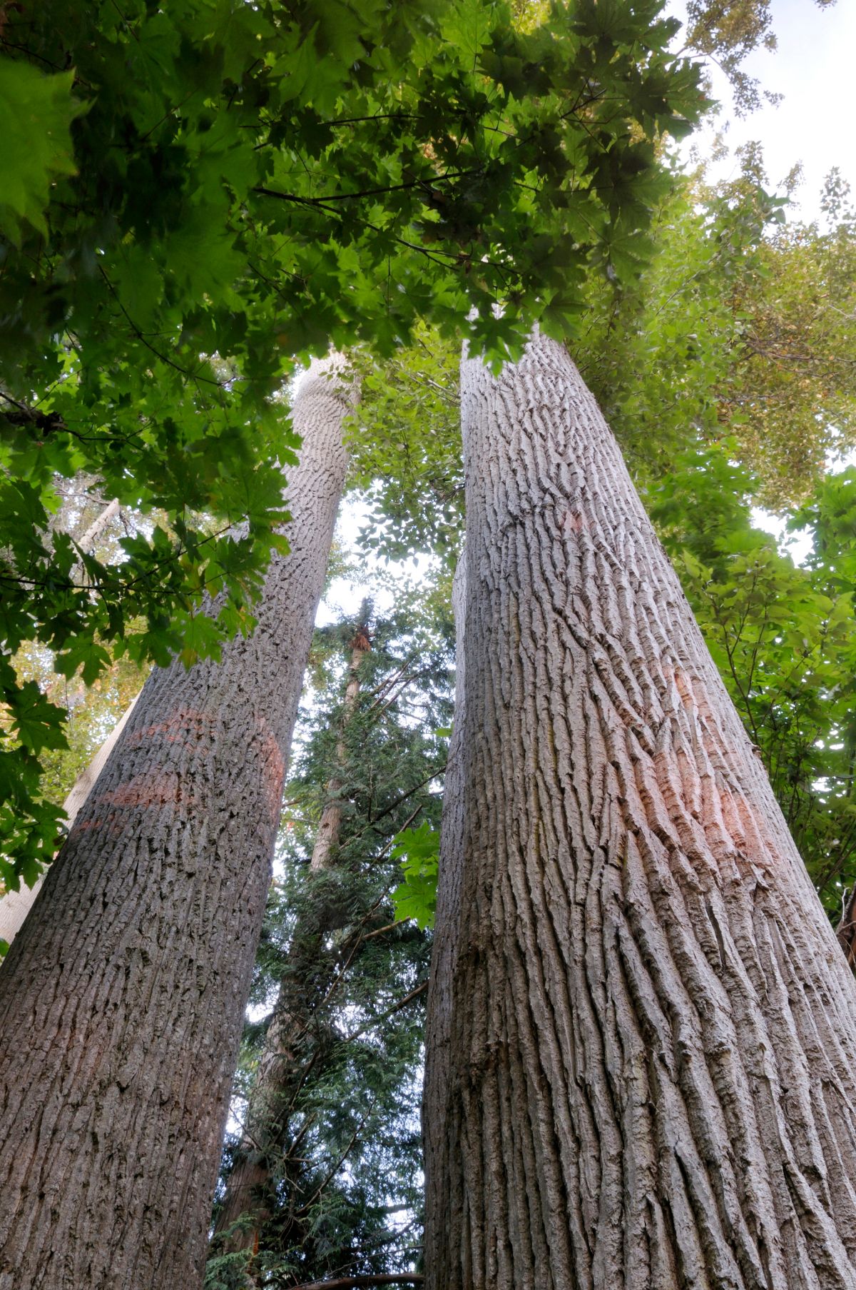 black cottonwood