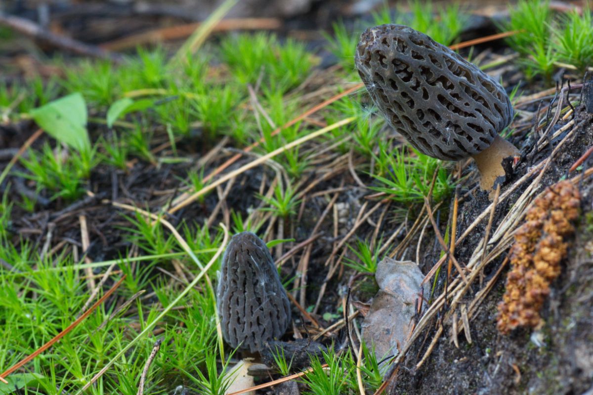 morels pacific northwest