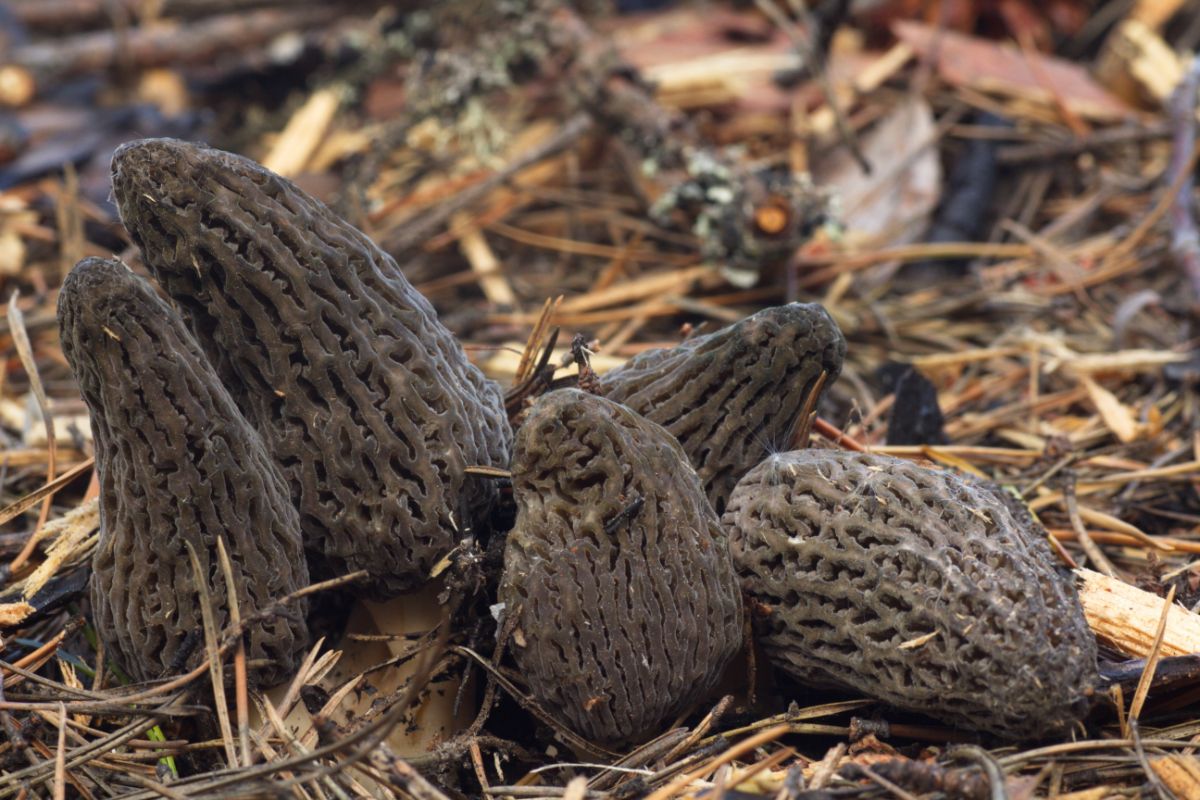 burn morels on ground