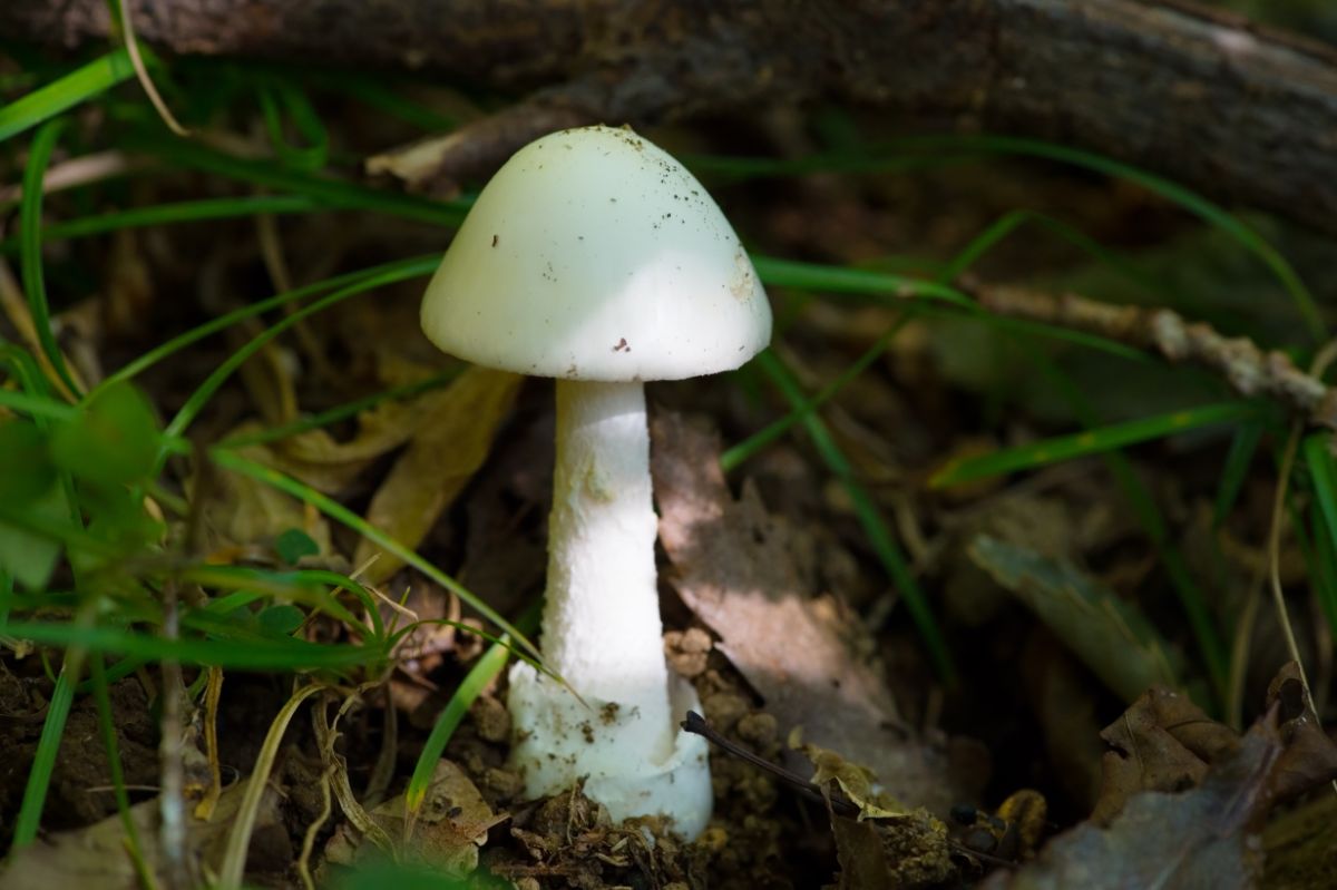 Amanita bisporigera