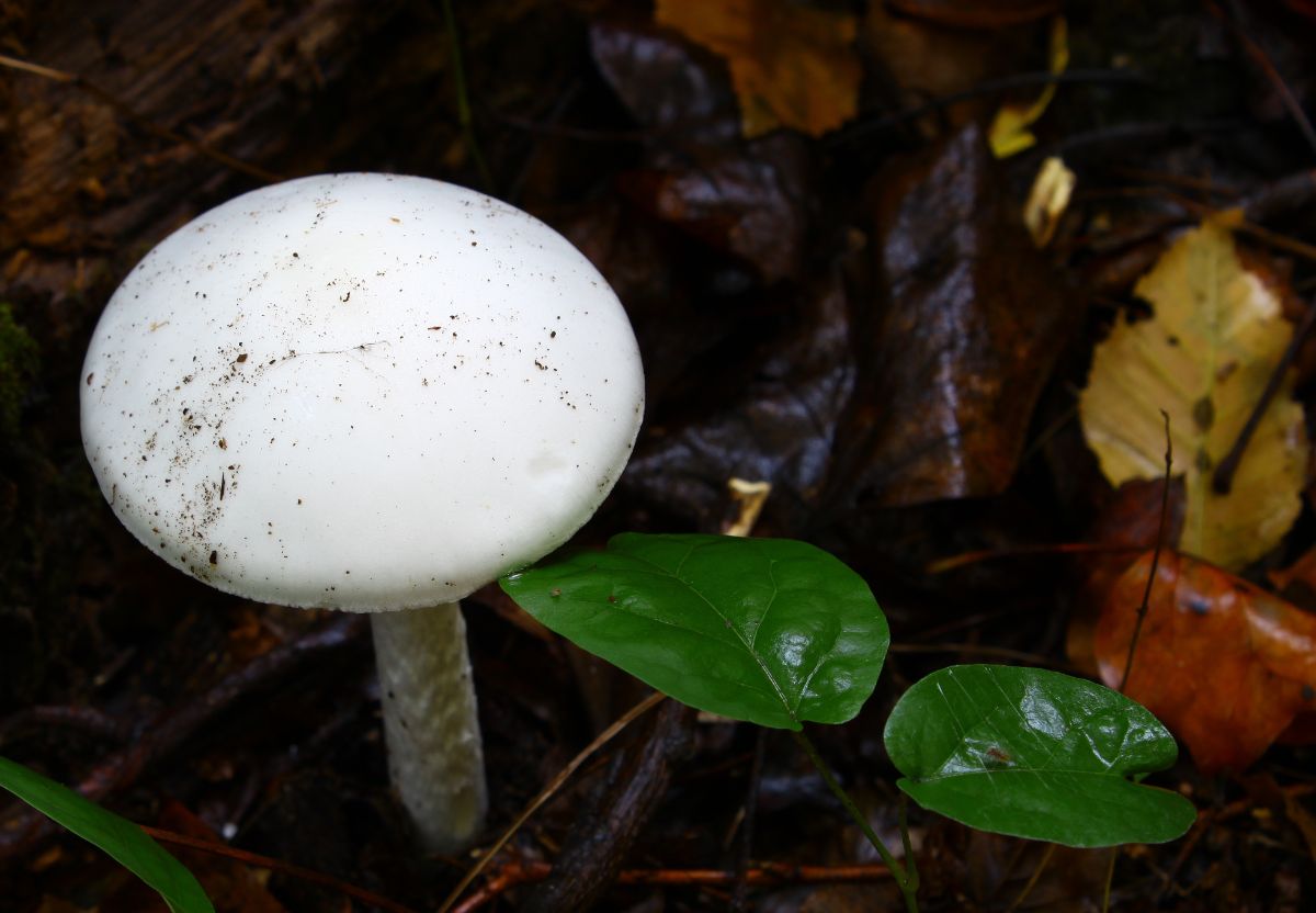 white death cap
