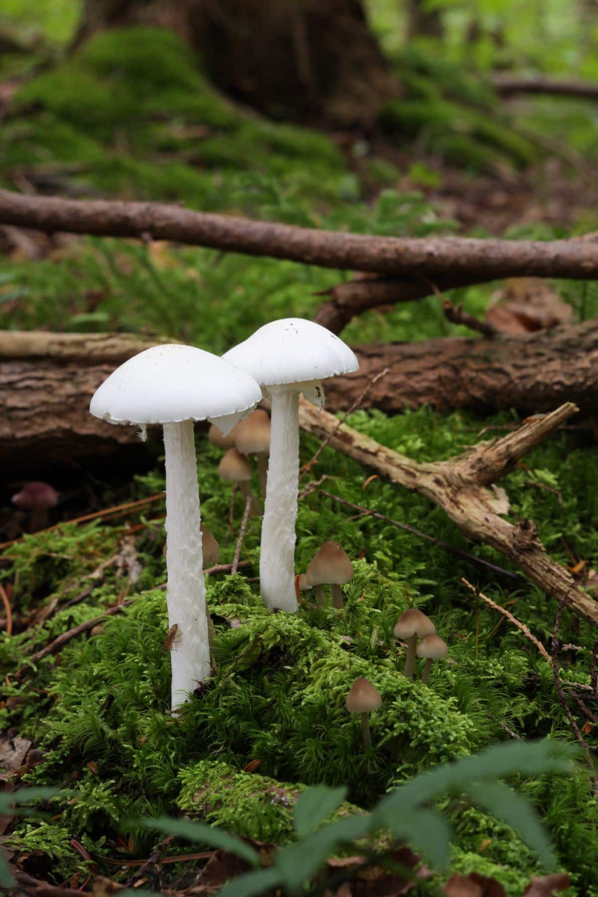 destroying angel poisonous mushrooms