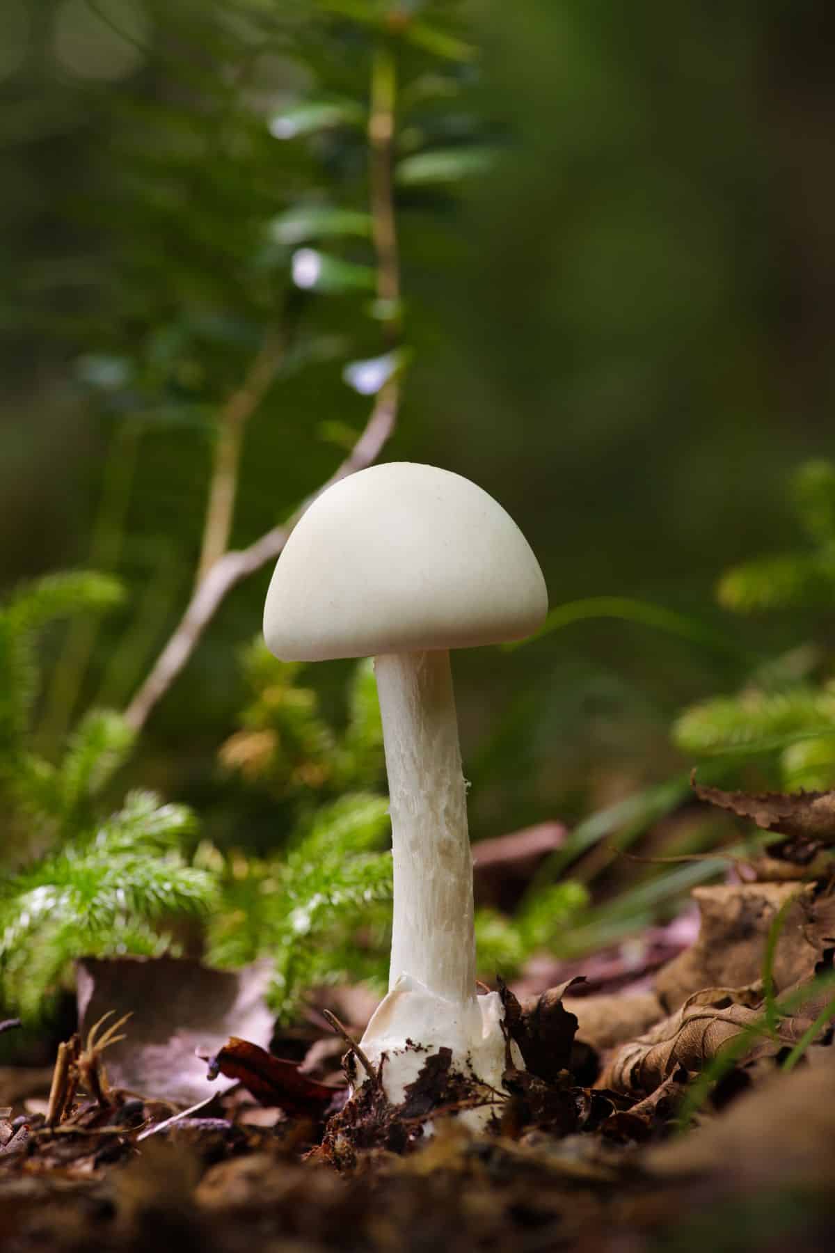 destroying angel