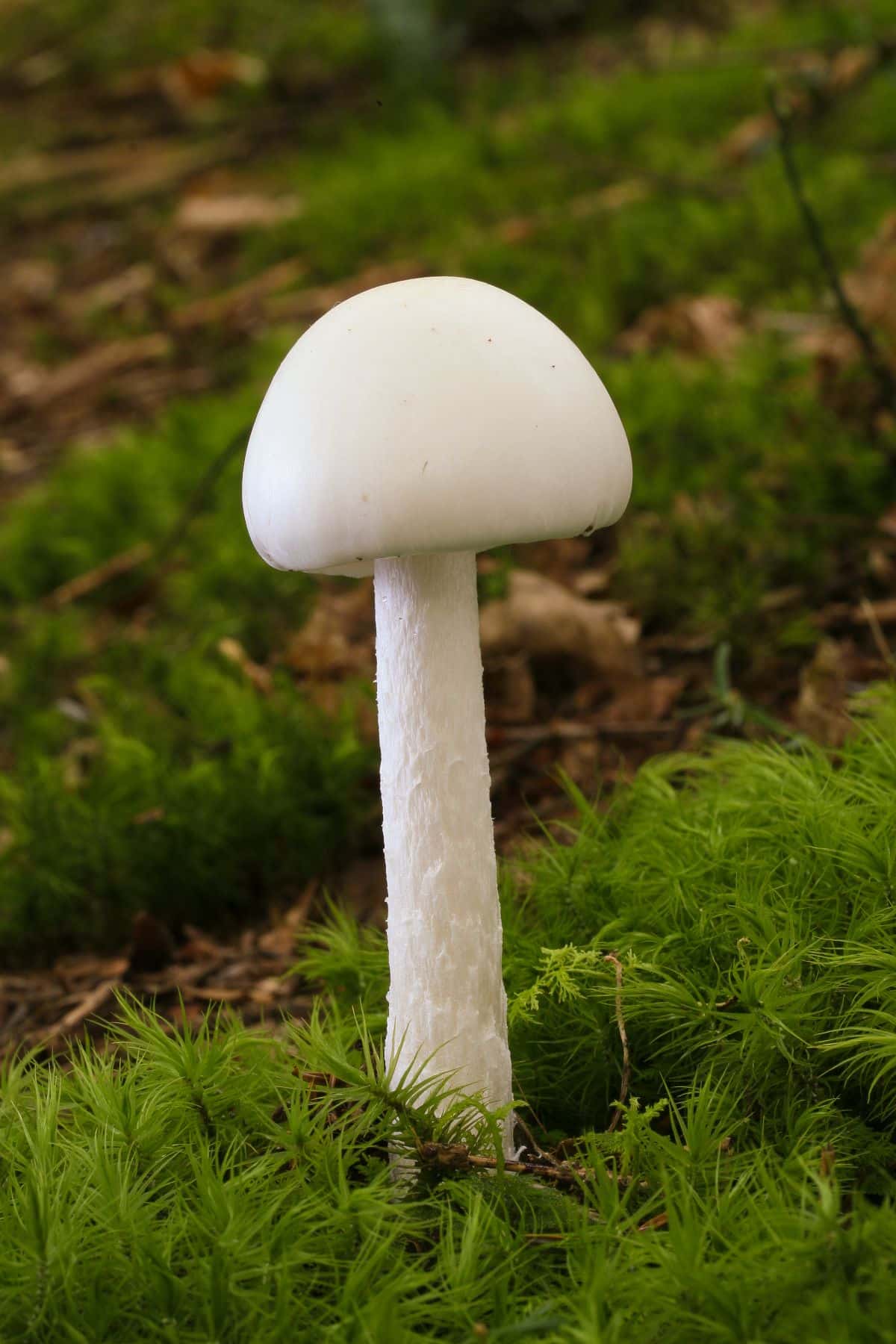  Amanita ocreata