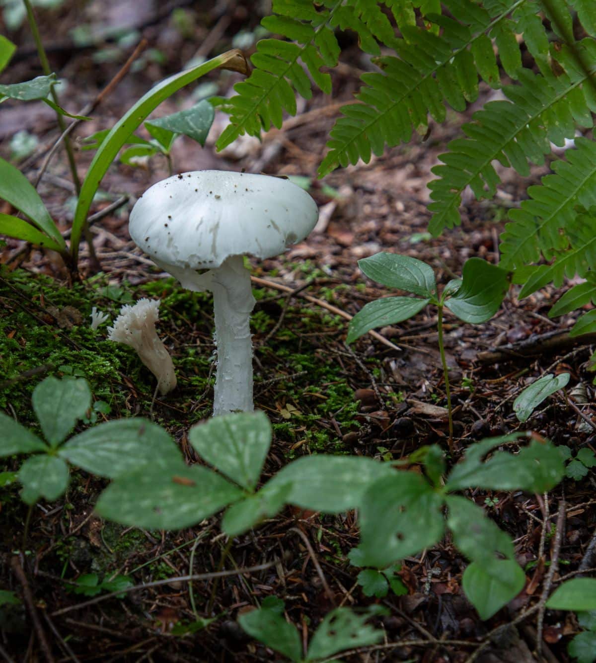 Amanita bisporigera