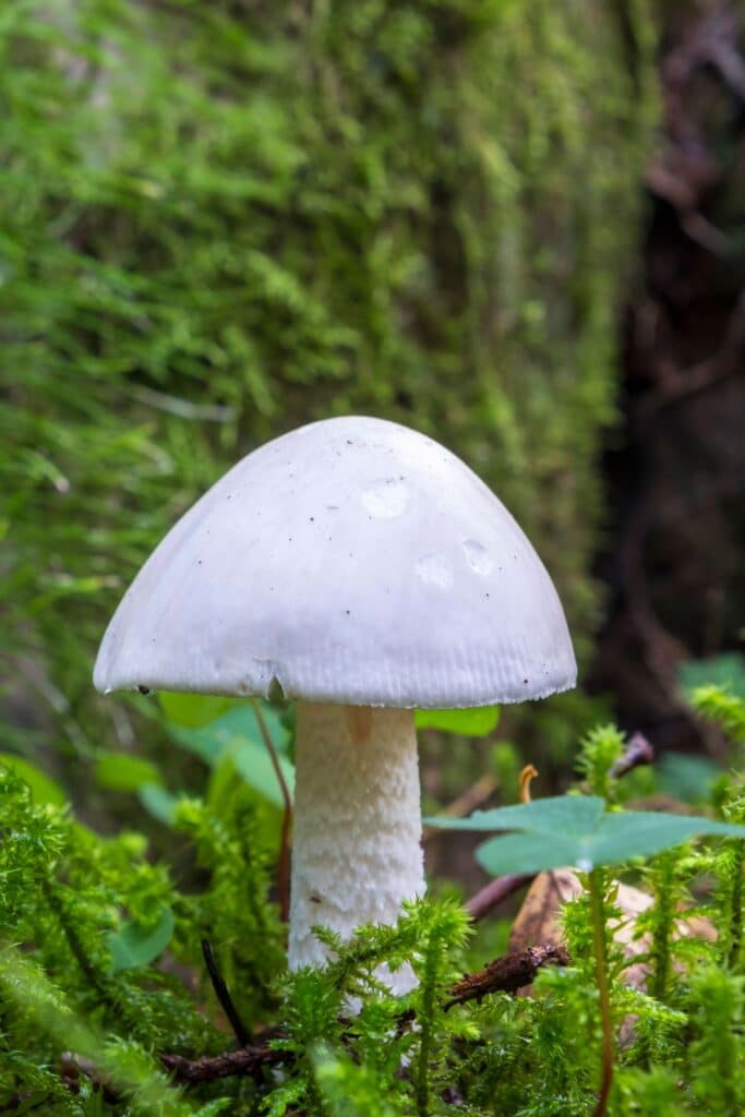 Beware The Angel S Tears Poisonous Amanitas Of North America - o06u7kp