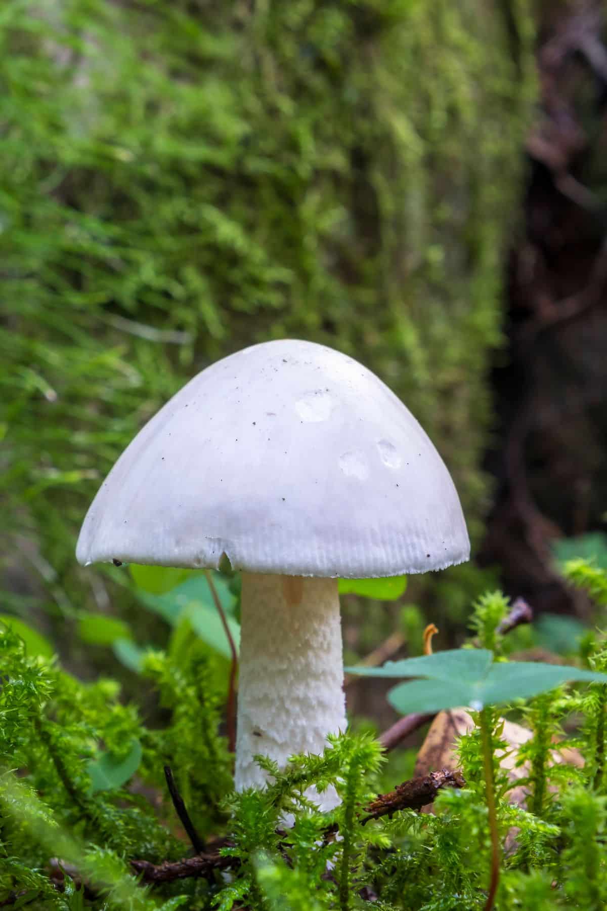 Amanita bisporigera