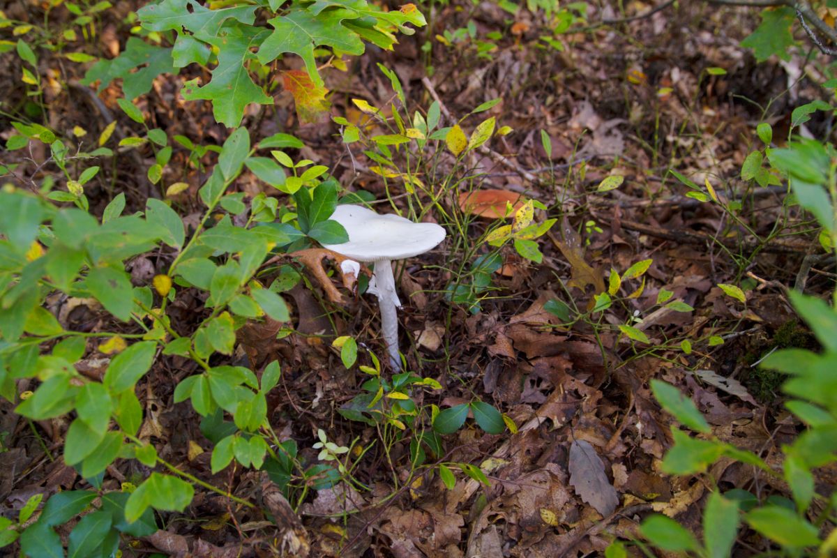 destroying angel poisonous mushroom species